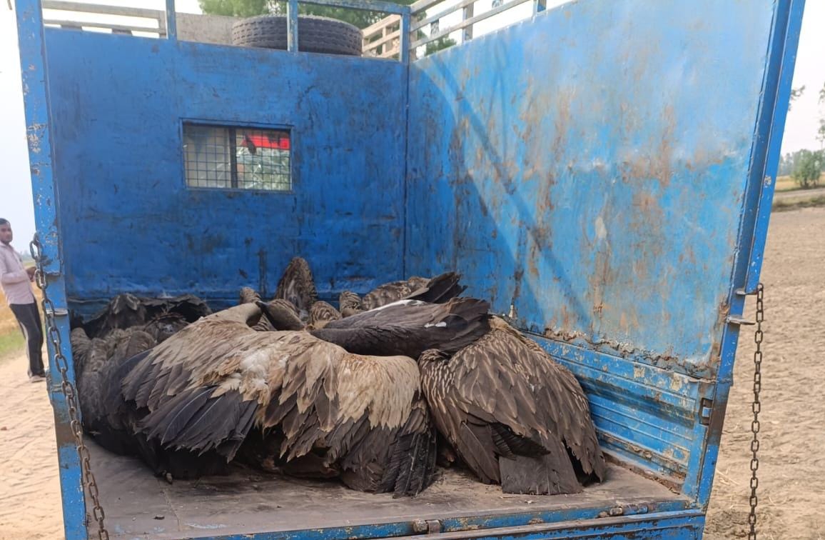 लखीमपुर खीरी: प्रकृति के ‘सफाईकर्मियों’ पर काल का साया, 25 गिद्धों की मौत से हड़कंप